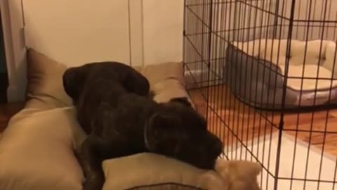 Playful puppy adorably irritates much older dog