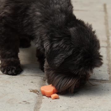 Watermelon Pupsicles