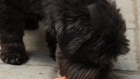 Watermelon Pupsicles