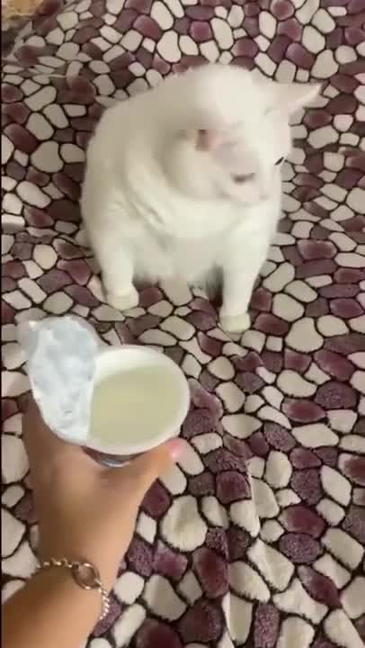 Funny cat reaction