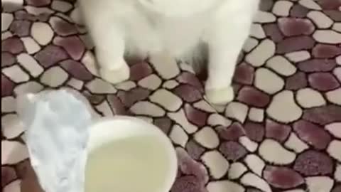 Funny cat reaction