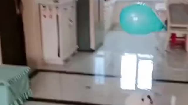 Cute Puppy enjoying alone with balloons