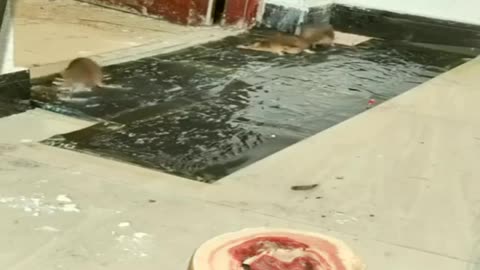 Amazing Mouse Trap Video