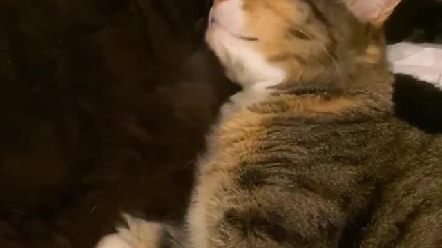 Scared Kitty Hiding