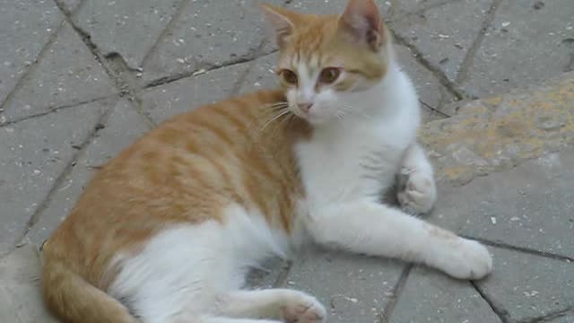 Yawning kitten at street 2021.