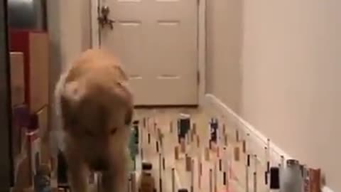 Who knocks down several objects: the dog or the cat?