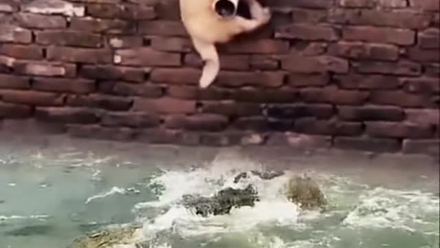 Dog saved himself from crocodiles Attack #Shorts