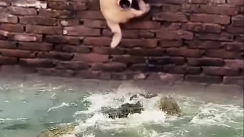 Dog saved himself from crocodiles Attack #Shorts