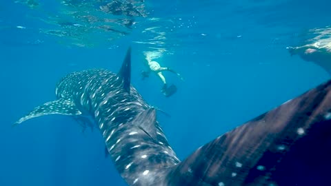 Tubarão gigante do lado do mergulhador