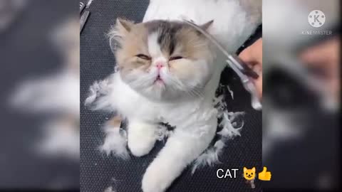 Baby Cats - Cute and Funny Cat Videos