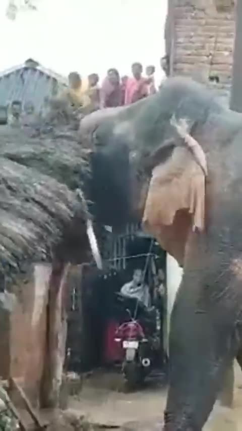 Elephant attack home #vshortanimal #elephant #shorts