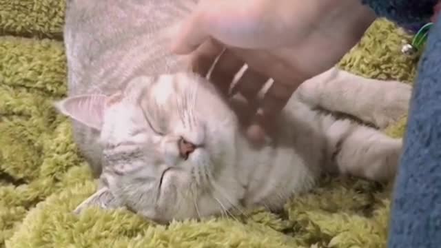 forever love x kitty