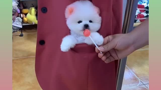 34_Cute and Funny Dog🐶🐕 videos_ short