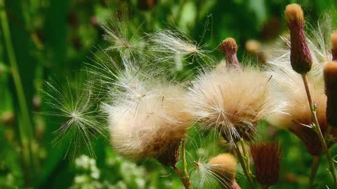 How do I use or get rid of this thistle plant?