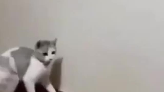 FUNNY CAT VIDEO