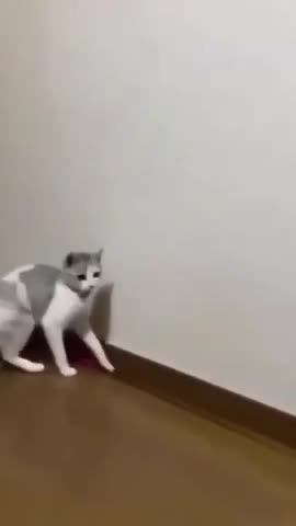 FUNNY CAT VIDEO