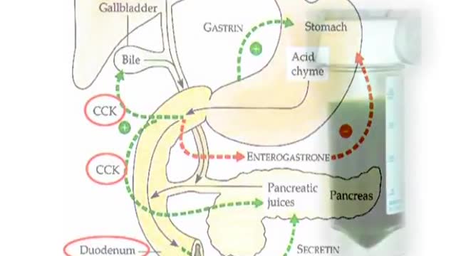 Structure and functions of different components in digestive system – II