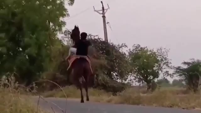 Horse walking on two legs