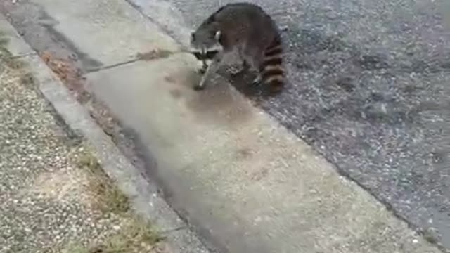 Raccoon short try not laugh