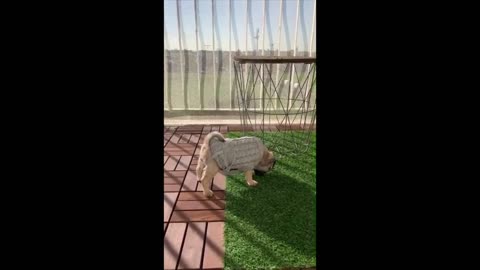 Funny dogs