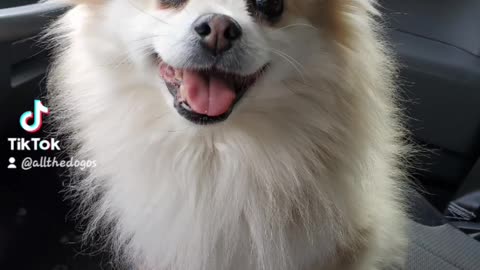 17 years old Pomeranian