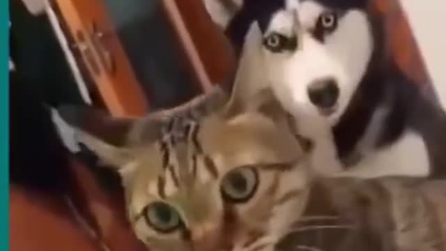 Cats and dogs fighting