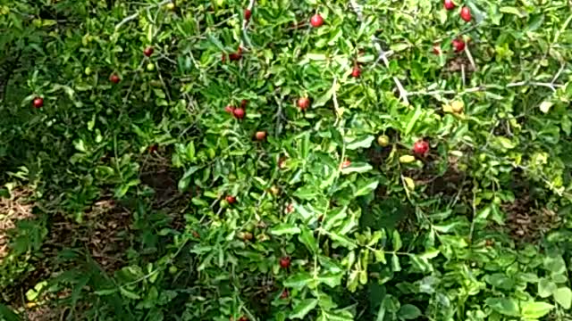 Brazilian cherry plantation 💕🍒