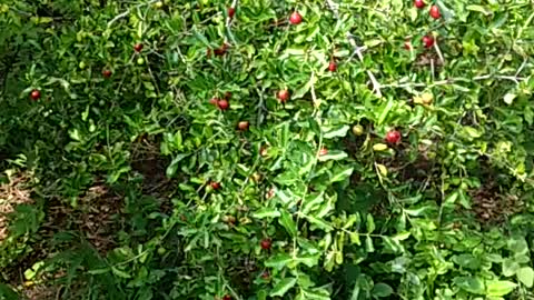 Brazilian cherry plantation 💕🍒