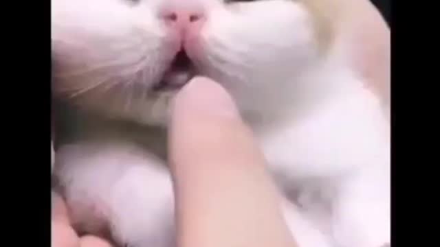 Baby Cats - Cute and Funny Cat Videos Compilation