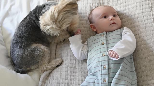 Cute baby and Cute Dog