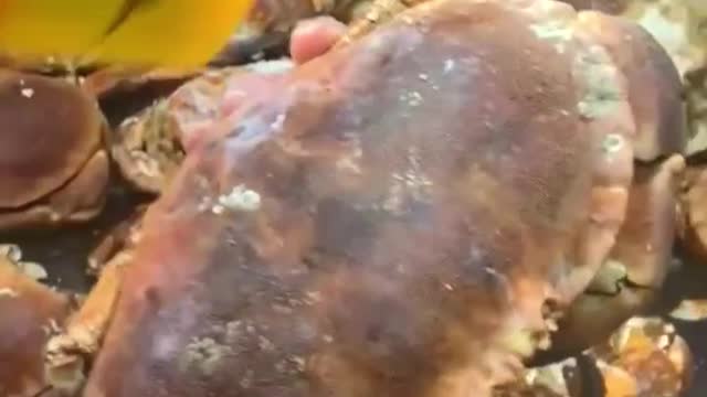 How does that make the crab look? I'm sure the bread crab will taste good