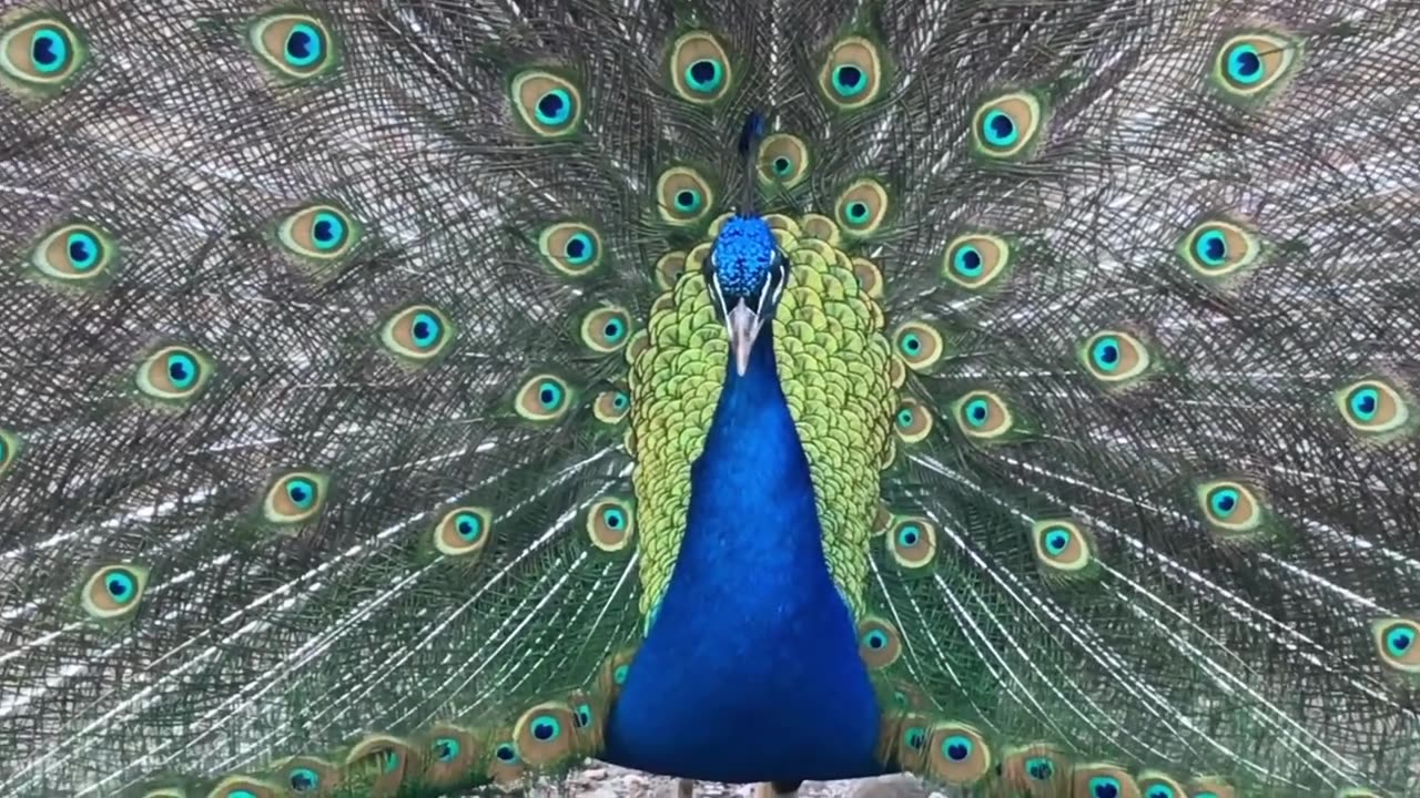 PEACOCK AT ZOO DANCING