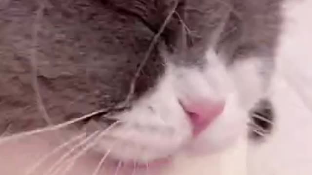 Cute Cat