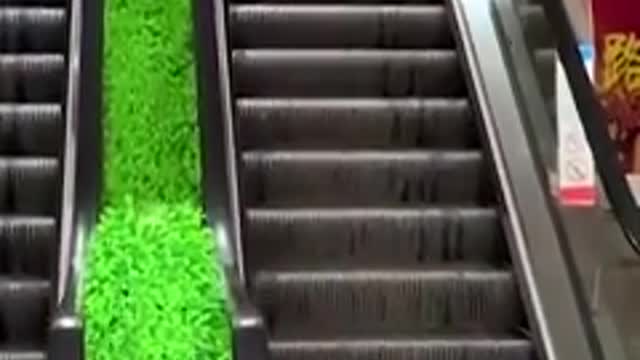 Best Funny Cats and Dogs