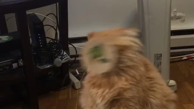 Cat sticker on face falls off table