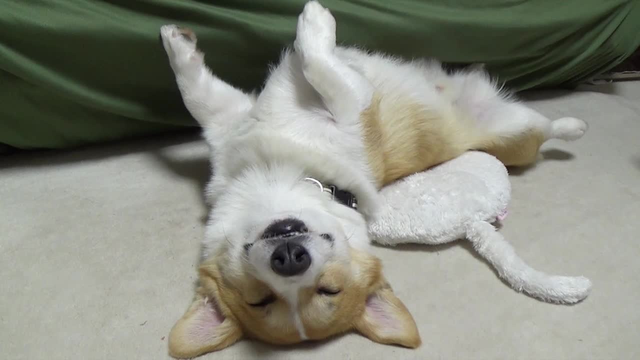 Sleeping Corgi will brighten your day