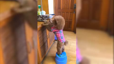 Cute Funny Dog Gives Food To His Friend. Funny Animal