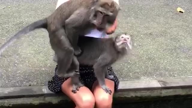 Monkeys Choose The Wrong Place and Time!