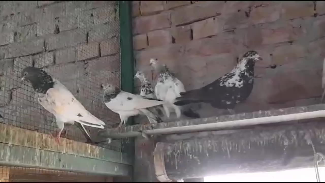 Beautiful pigeon breeder pair best flying