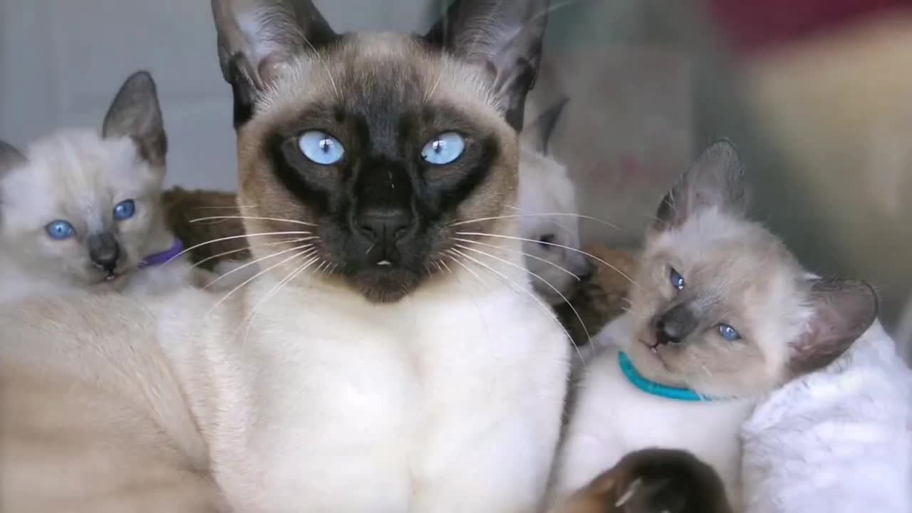 The 10 most loyal cat breeds in the world