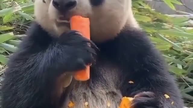 Giant panda snacking on some carrots