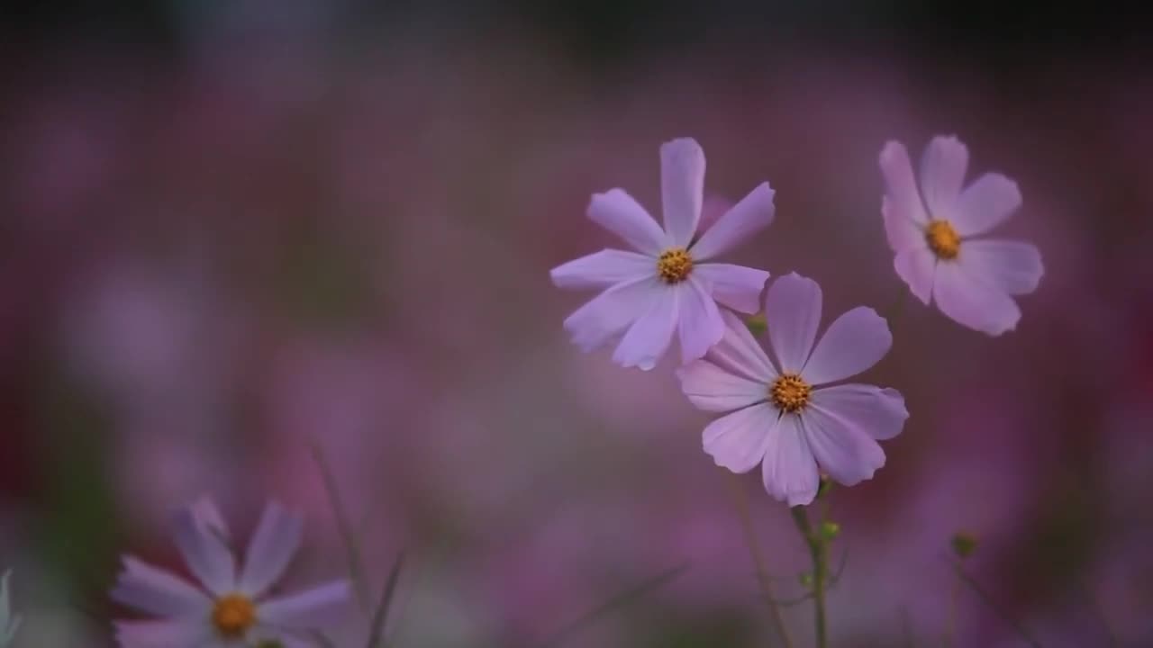 Stunning Time Lapse Video Featuring Blooming Flowers