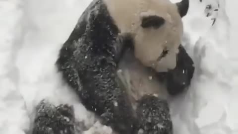 Cute panda enjoying Snow fall..it will melt your heart