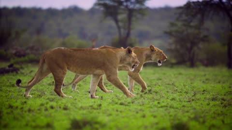 In safari a pair of lioness enjoy the movement