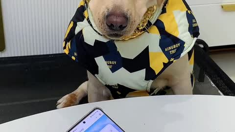 Smart dog