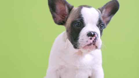 funny dog,funy brees,