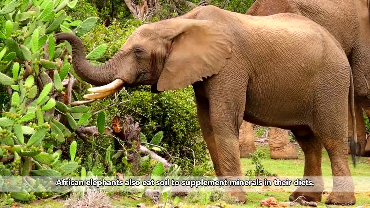 African Elephant facts: the largest living land animals | Animal Fact Files