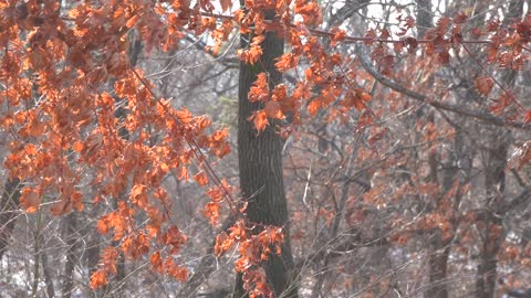 winter leaf