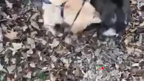 Black and white puppies wrestle on piles of dead leaves