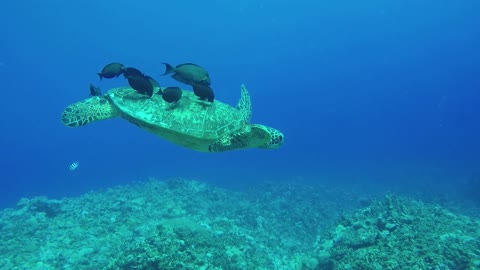 Turtle ReLaX